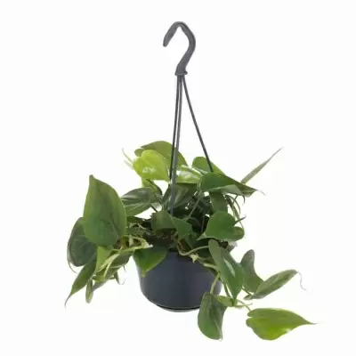 Филодендрон Скандерс ампельный Филодендрон Скандерс ампельный