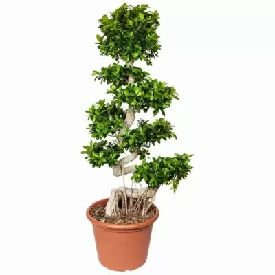 Фикус микрокарпа Гинсенг