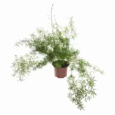 Аспарагус Шпренгера