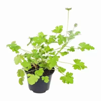 Пеларгония душистая