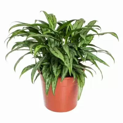 Аглаонема Катлесс