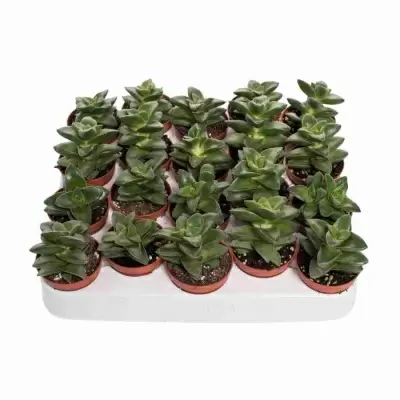 Крассула Спрингтайм