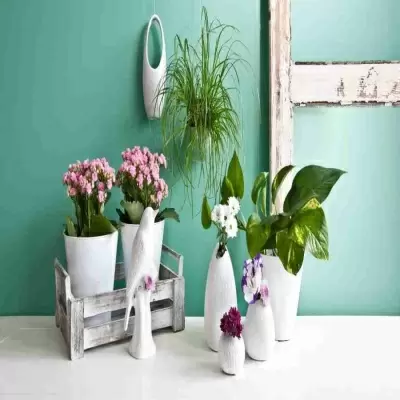 Каланхоэ Питон