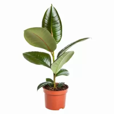 Фикус каучуконосный (эластика) Робуста