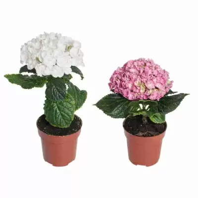 Гортензия кудрявая 1 шар микс