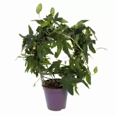 Пассифлора Марике