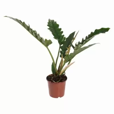 Филодендрон Нарроу Эскейп