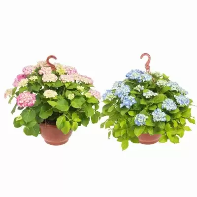 Гортензия Эрли ампельная микс Гортензия Эрли ампельная микс