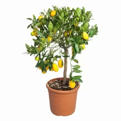 Цитрус Лимон 