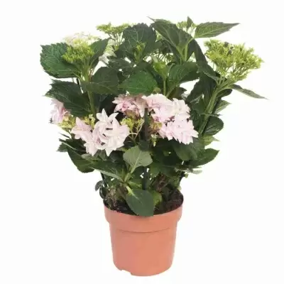 Гортензия Хайес старберст розовая Гортензия Хайес старберст розовая