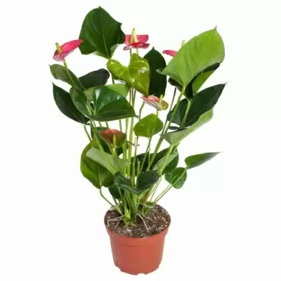 Антуриум андрианум Ариса розовый Антуриум андрианум Ариса розовый