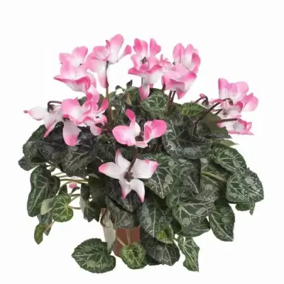 Цикламен индиака фуксия