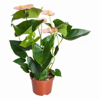 Антуриум андрианум Куин Свит