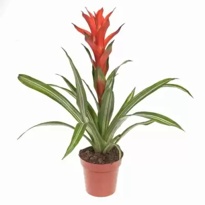 Гузмания Бандера