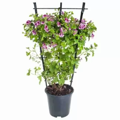 Пеларгония зональная Розовая на решетке