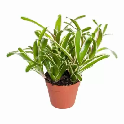 Нидулярия Донгер