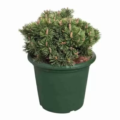 Сосна горная Гном