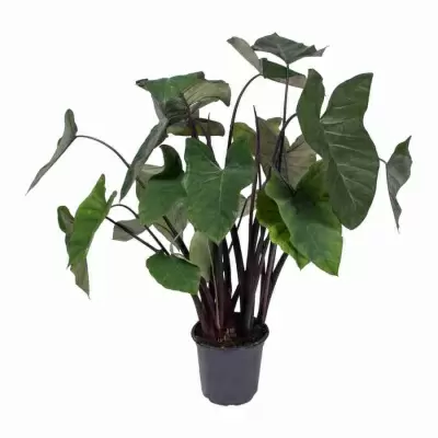 Ксантосома Джангл