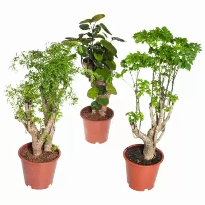 Дерево Полисциас 