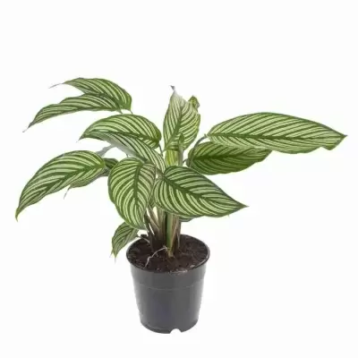 Калатея мажестика Вайтстар