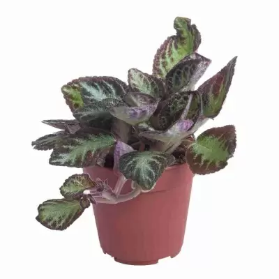 Эписция Микс Эписция Микс