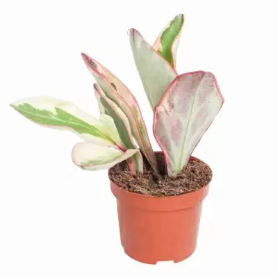 Пеперомия Джелли