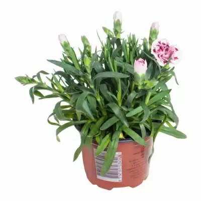 Гвоздика Оскар пурпурно-розовая