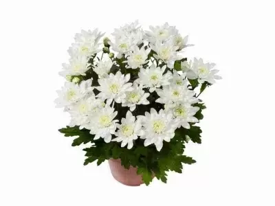 Хризантема Белая Кристалл