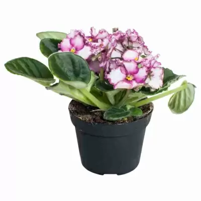 Фиалка Сатурн Фиалка Сатурн