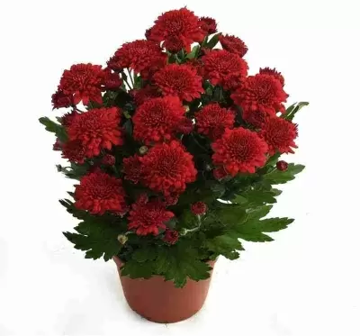 Хризантема Красная Тобаго