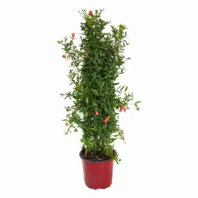 Гранат пирамида