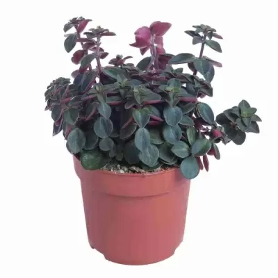 Пеперомия Пикколо Бандда