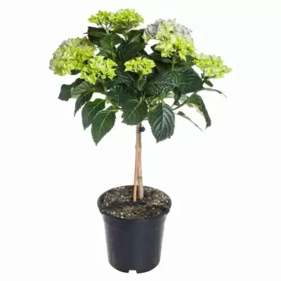 Гортензия Эрли Синяя штамб