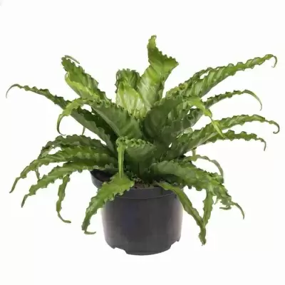 Асплениум Крисси Асплениум Крисси