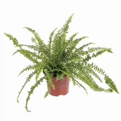 Нефролепис Грин Леди Нефролепис Грин Леди
