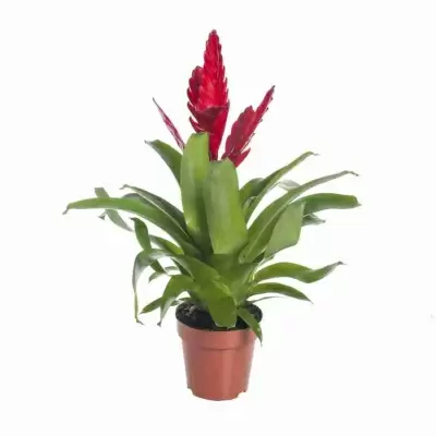 Вриезия Стрим красная