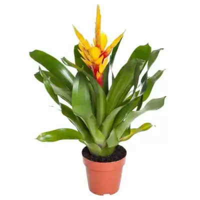 Вриезия Интенсо жёлтая