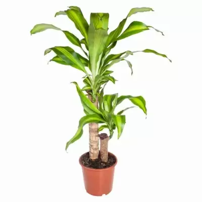 Драцена фрагранс Массанжеана 2 ст