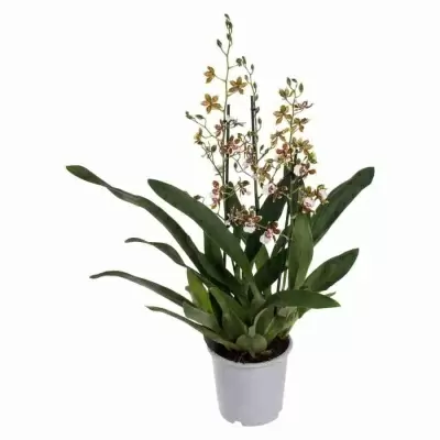 Камбрия Тропик Джангл каскад 3 ст