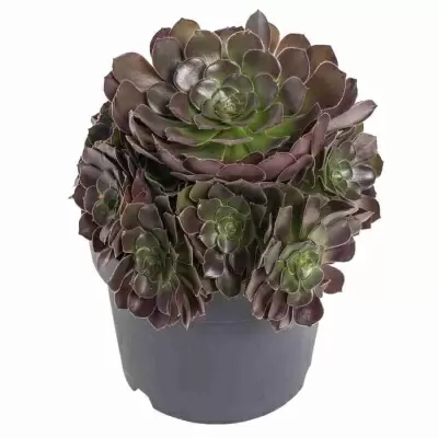 Эониум Арбореум 