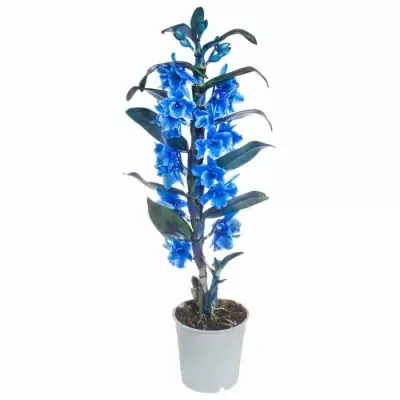 Дендробиум нобиле королевский Голубой 1 ст