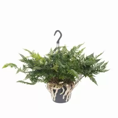 Даваллия ампельная