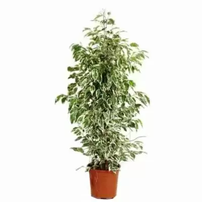 Гузмания Тереза