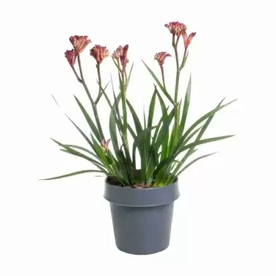 Анигозантус красный