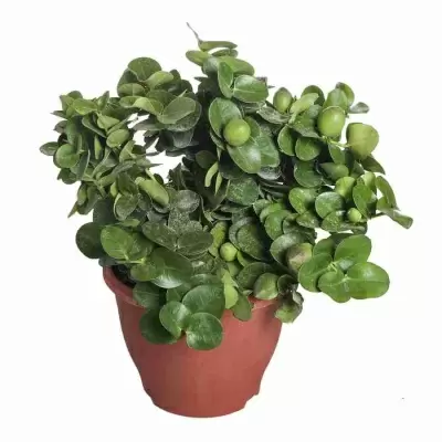 Карисса крупноцветковая Карисса крупноцветковая