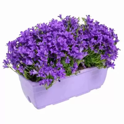 Кампанула Амбелла пурпурная для балкона