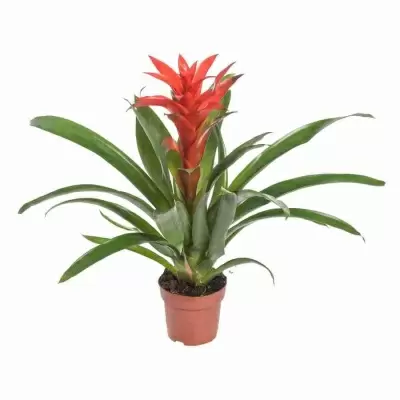 Гузмания Калипсо