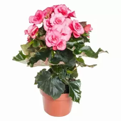 Бегония элатиор розовая