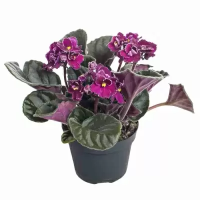 Фиалка Ананда Фиалка Ананда