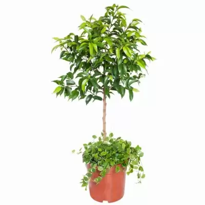 Фикус бенджамина Наташа 